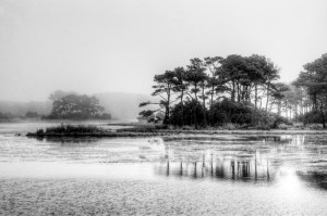23 -Foggy Chincoteague NWR
