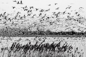 34 -Snow Geese Prime Hook NWR