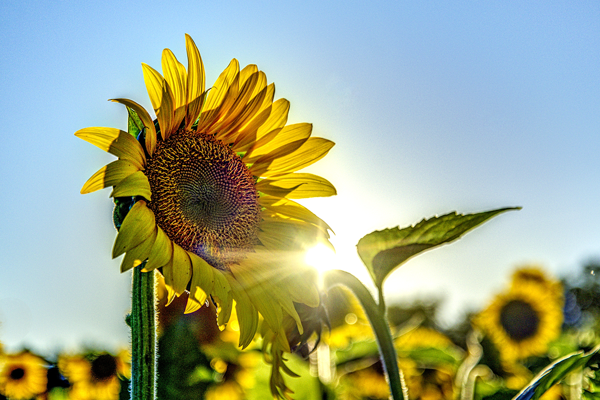 DSC_1669_70_71_Natural-s