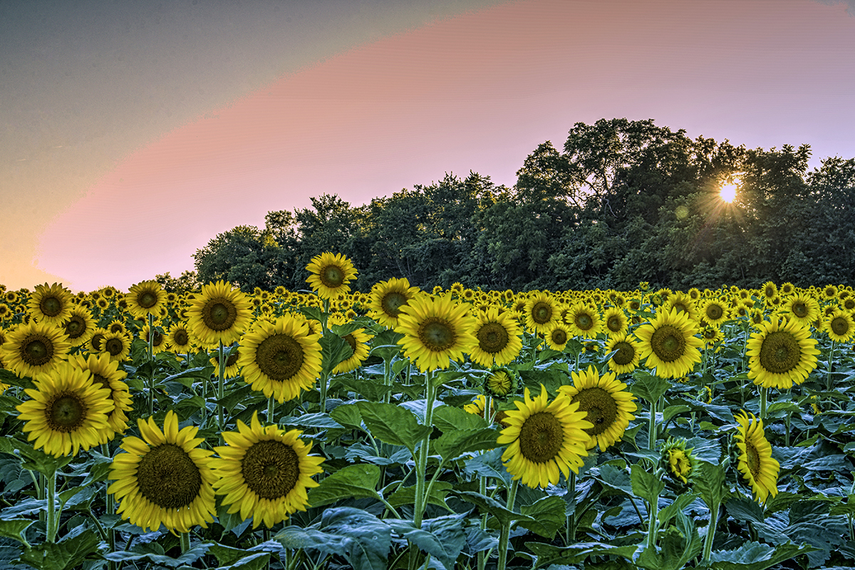 DSC_1729_30_31_Balanced-s