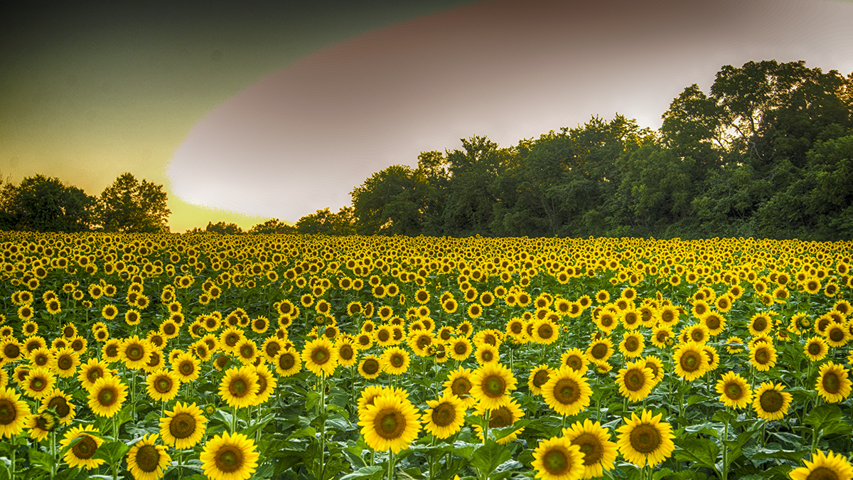 DSC_1756_7_8_Detailed-1s