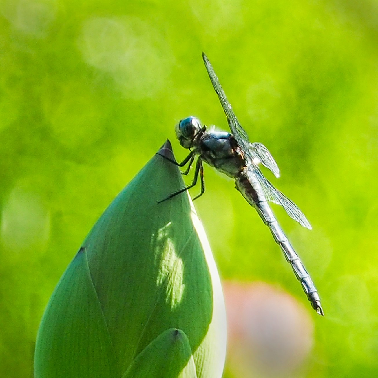 OLYMPUS DIGITAL CAMERA