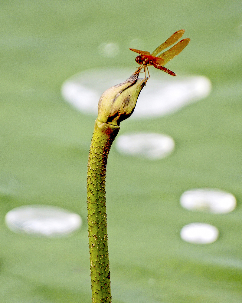 OLYMPUS DIGITAL CAMERA