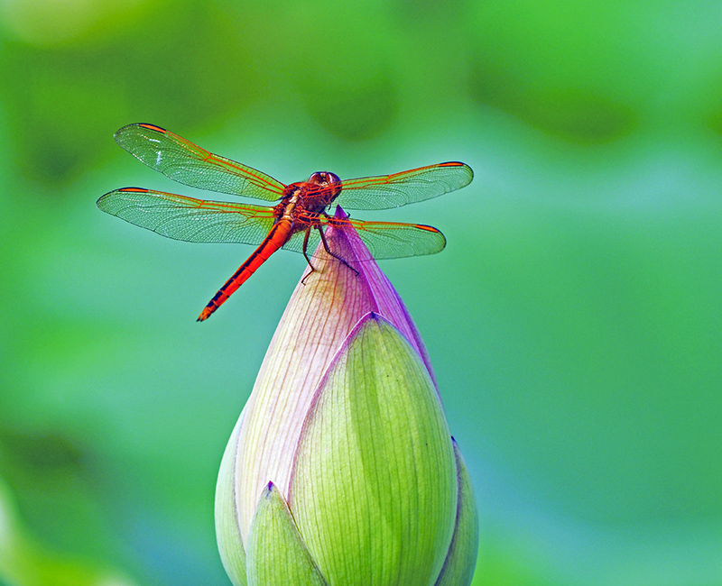 OLYMPUS DIGITAL CAMERA