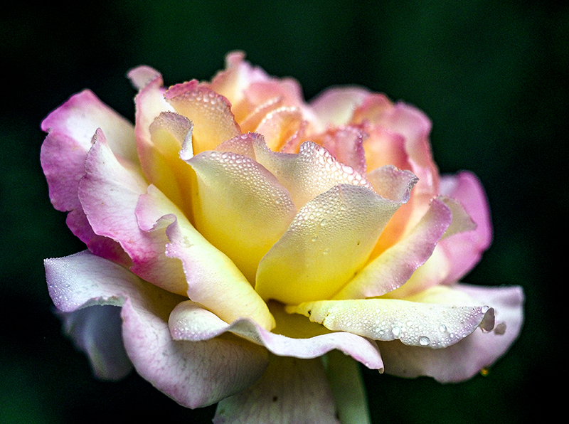 September Roses | Stephen Hung Photography