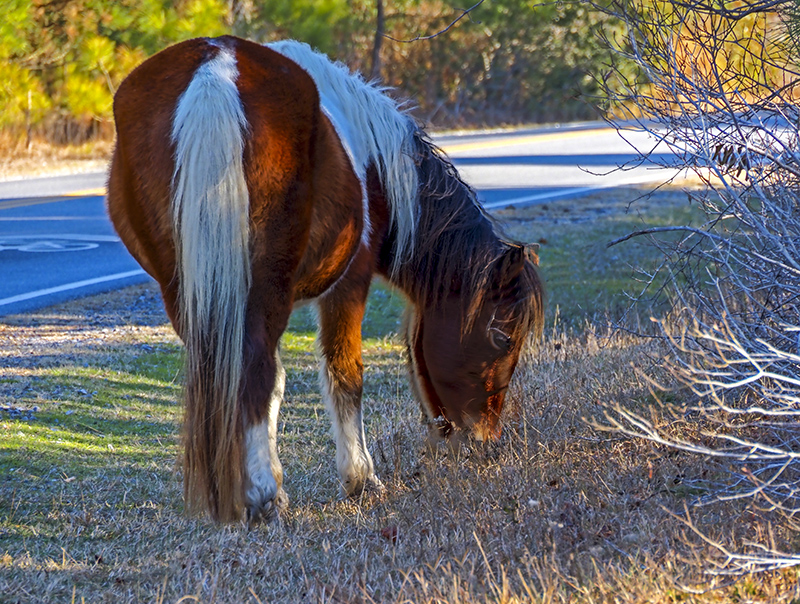 Wild Horses at Assateague National Seashore Park | Stephen Hung