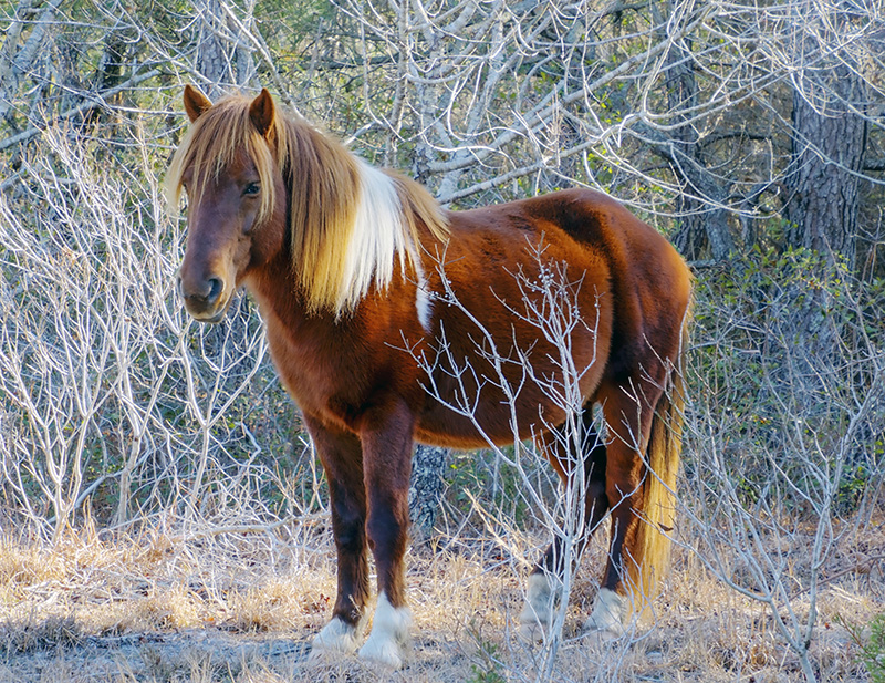 Wild Horses at Assateague National Seashore Park | Stephen Hung Wild Horses at Assateague National Seashore Park | Stephen Hung