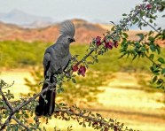 Birds Of Namibia Stephen Hung Photography